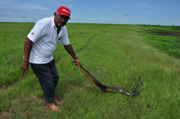 O Vitor nos mostra como pegar uma sucuri pelo rabo no Hato El Cedral, na região dos llanos venezuelanos, perto da cidade de Mantecal